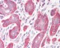 PDLIM4 / RIL Antibody (C-Terminus)